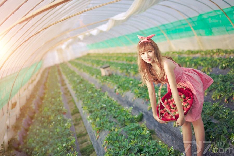 这组清纯美女粉色服饰写真图片，用采摘草莓的画面展示出一种粉嫩甜美的画面，娇嫩白皙的肌肤以及不经意展示出来的白皙美胸，都是诱人的焦点，分享清纯美女粉色写真图片，如草莓一样展示出清新又可口的诱人画面。