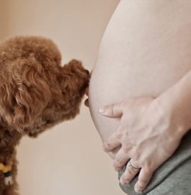 孕妇能养猫狗吗,怀孕能养猫狗吗,家里有孕妇可以养猫狗吗